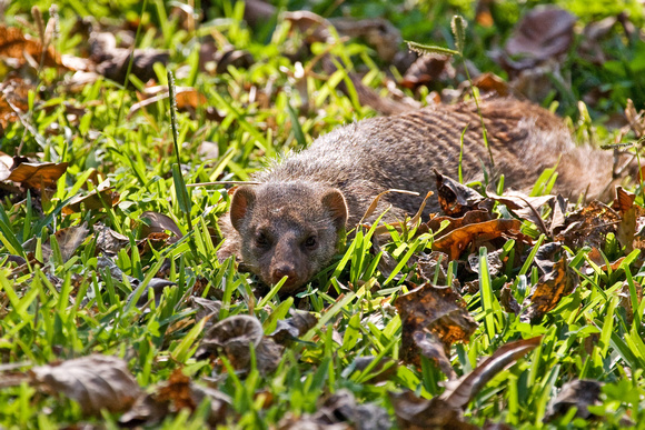 a Banded Mongoose....