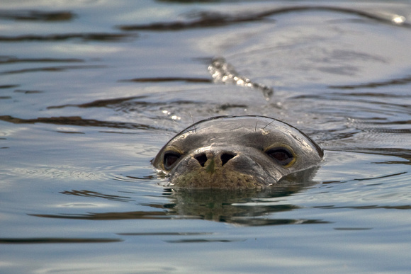 an endangered Hawaiian Monk Seal in Lahaina Harbor....