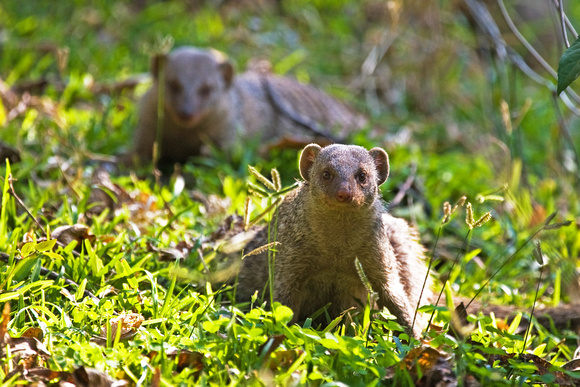 Banded Mongoose....