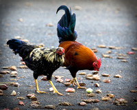 feral chickens on Maui?