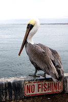 Pelicans, Gulls and Other Sea Birds