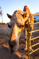 I met this camel in Knights Ferry at sundown