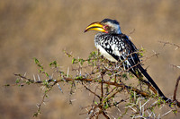 the ubiquitous Yellow-Billed Hornbill....