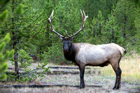 Bull Elk in his Prime.