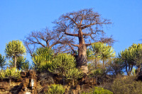 Baobab tree....