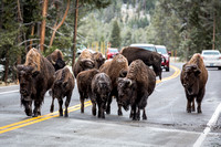 Bison have the right of way in Yellowstone.