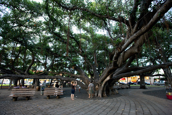 beneath the Banyan tree in Lahaina, which was planted in 1873...