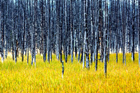 A stand of dead saplings in Geyser Basin.