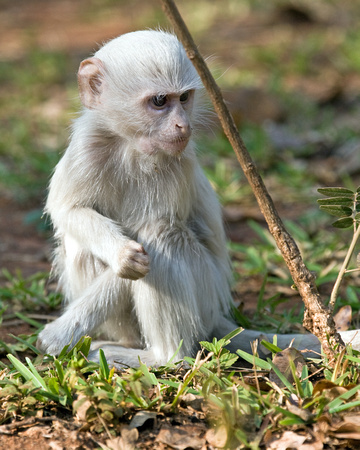 albino Vervet Monkey....