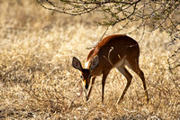 the solitary Steenbok....