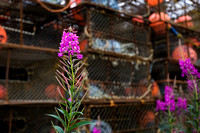Fireweed and stacks of crab pots are everywhere......