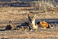 resting against a mound of dried elephant dung....