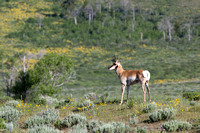 Animals of Yellowstone/Grand Tetons