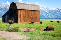 Buffalos cross my path on Mormon Row