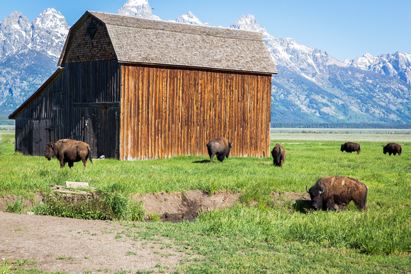 Buffalos cross my path on Mormon Row