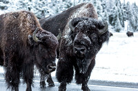 An alpha bull escorting a cow on a frigid morning