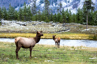 Once the snow fell elk were more commonly seen.