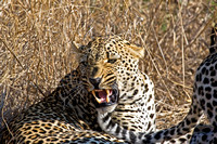 Leopards of Mala Mala