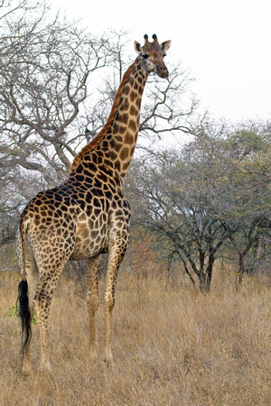 Giraffe....