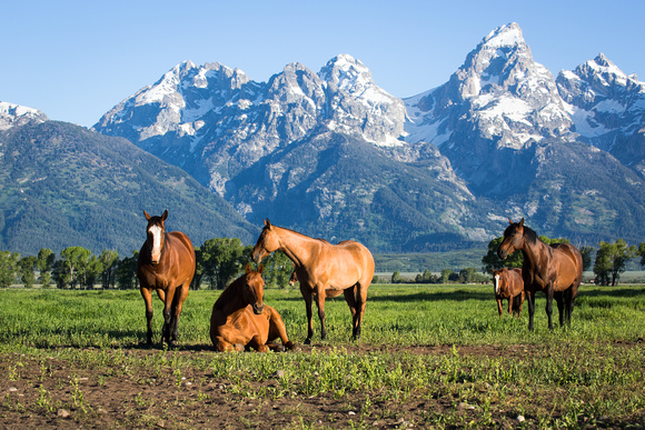 Early morning horses on Mormon Row