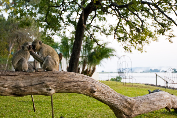 a Vervet Monkey grooms her youngster....