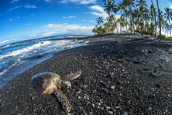 Green Sea Turtle Kiholo Bay