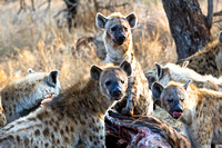 Spotted Hyenas of Mala Mala