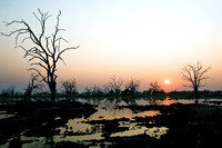 sundown at Dead Tree Island, Okavango Delta, Botswana....