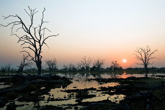 sundown at Dead Tree Island, Okavango Delta, Botswana....