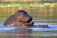 hippo love....