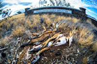 The estates were apparently never built and someone dumped large fish remains