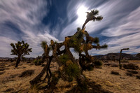 Joshua Tree 2020