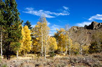 Fall scene after the descent of Sonora Pass...