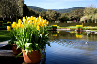 Filoli March 2013