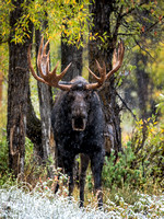 Yellowstone/Grand Tetons 2017