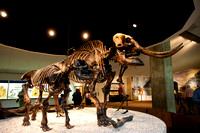 Mother and calf Mammoths