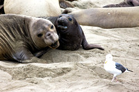 Elephant Seals of San Simeon...