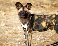 African Wild Dogs of Mashatu
