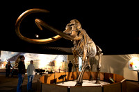 Bull Mammoth