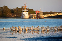 White Pelicans in Bodega Bay...