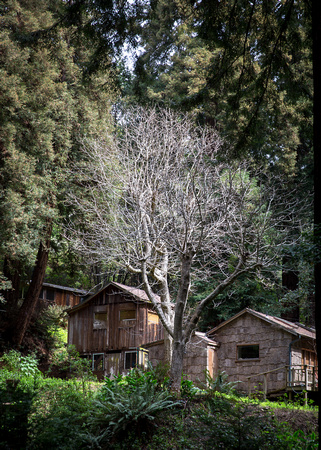 Palo Colorado Canyon, Big Sur