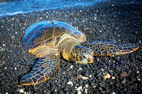 Green Sea Turtle snoozes at Kiholo Bay