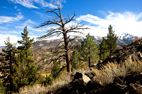 On the descent from Sonora Pass...