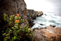 Point Lobos 2009