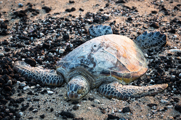 Green Sea Turtle at sunset on Waikoloa Beach