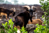 Feral goats descendants of goats left by Captain Cook thrive despite year-round hunting.